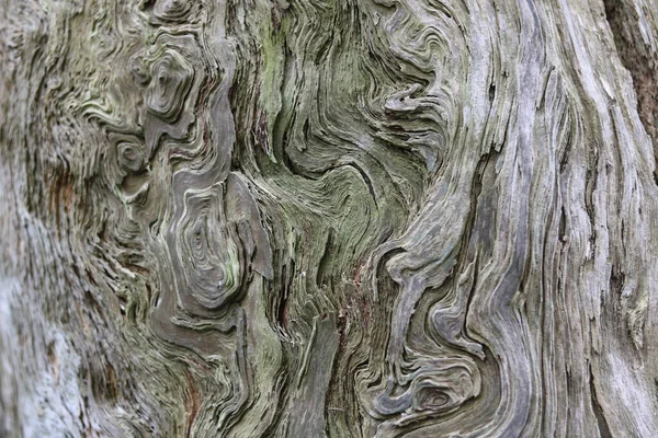 Vollrahmenhintergrund Der Schöne Kornwirbel Baumstamm Zeigt Hochwertiges Foto — Stockfoto