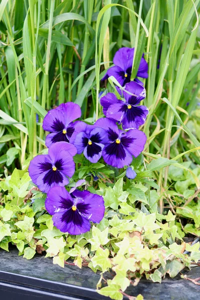 Siyah bitki örtüsünde canlı mor menekşelerin ve yaprakların dikey görüntüsü. Yüksek kalite fotoğraf