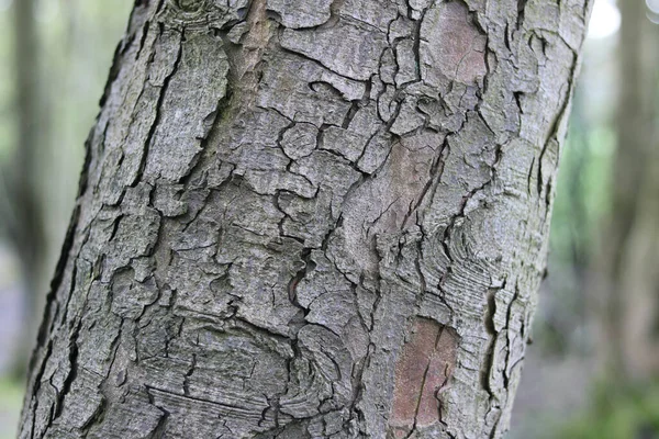 在有柔软绿色背景的灰树树干上的涡旋树皮的特写图像 高质量的照片 — 图库照片