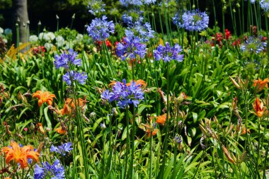 Mavi agapanthus, çiçek tarhında portakal zambakları ve yapraklarla çiçek açar. Yüksek kalite fotoğraf