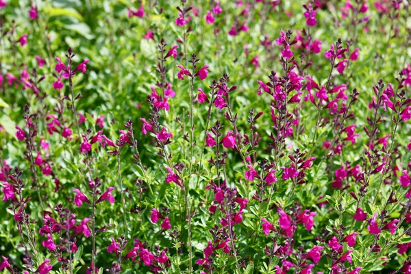 Full Frame Image Dark Pink Salvia Flowers Green Foliage High — Stock Photo, Image