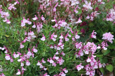 Pembe salvia çiçekleri ve yeşil yaprakların tam kare görüntüsü. Yüksek kalite fotoğraf