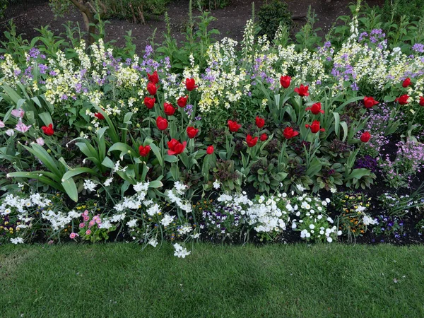 Springtime Flower Bed Red Purple White Flowers Foliage High Quality — Stock Photo, Image