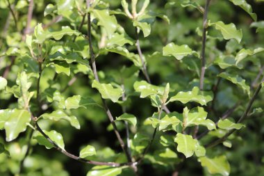 Pittosporum 'un koyu saplı yeşil bitkisinin tam kare görüntüsü. Yüksek kalite fotoğraf