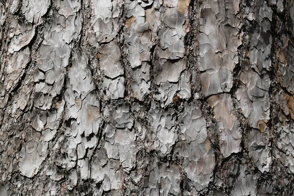 Fundo Quadro Completo Tronco Árvore Roto Texturizado Com Copyspace Foto — Fotografia de Stock