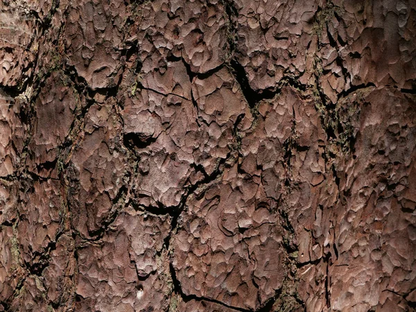 Полная Рамка Фоне Текстурированного Колючего Ствола Дерева Копирайтом Высокое Качество — стоковое фото