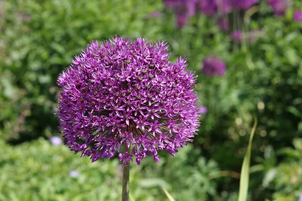Beautiful deep purple allium flower and foliage in garden setting . High quality photo