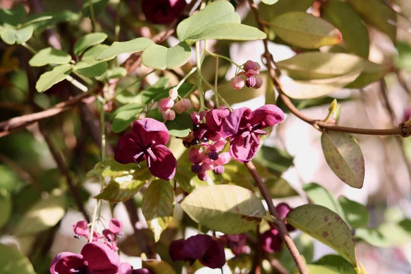 Çikolata sarmaşığı ya da yeşil yapraklı akebia quinata resmi. Yüksek kalite fotoğraf
