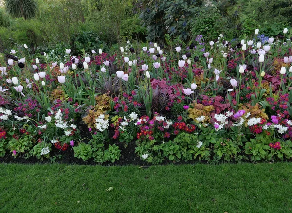 Lente Bloem Bed Met Rode Paarse Witte Bloemen Gebladerte Hoge — Stockfoto