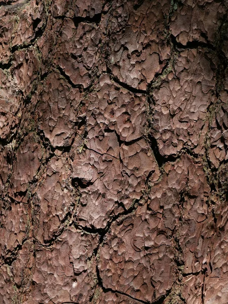 Full Frame Background Textured Gnarled Tree Trunk Copyspace High Quality — 图库照片