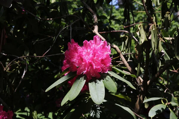 Gros Plan Belle Fleur Rhododendron Rose Feuillage Avec Espace Copie — Photo