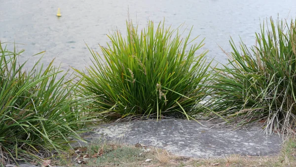 Три Тростниковых Растения Воды Бетоном Переднем Плане Высокое Качество Фото — стоковое фото