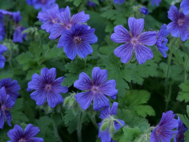 Çiçek tarhında güzel mor sardunyalar ve yeşil yaprakların tam kare görüntüsü. Yüksek kalite fotoğraf