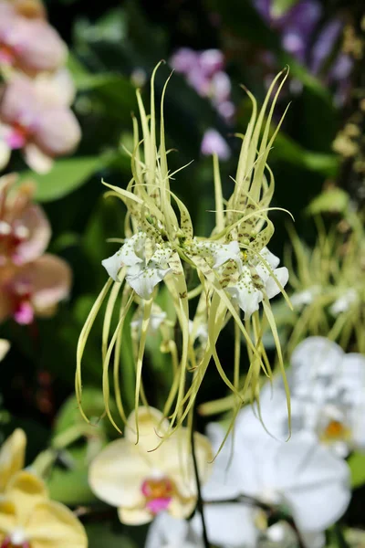 Orchidée Élégante Blanc Vert Inhabituels Avec Pétales Traînants Photo Haute — Photo