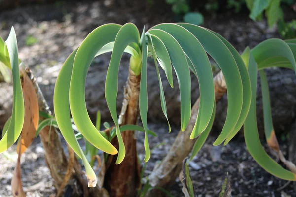 Zbliżenie Atrakcyjnej Tropikalnej Rośliny Zielonymi Zakrzywionymi Liśćmi Wysokiej Jakości Zdjęcie — Zdjęcie stockowe