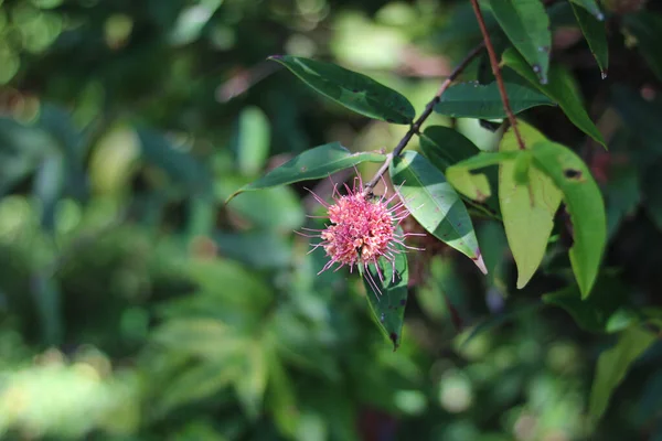 Flor Tropical Rosa Espesso Arbusto Contra Fundo Desfocado Verde Suave — Fotografia de Stock