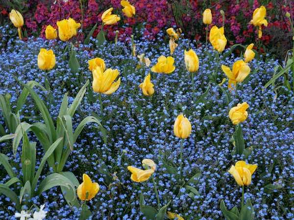 Een Slingerende Scène Met Gele Tulpenbloemen Tussen Tapijt Van Blauwe — Stockfoto