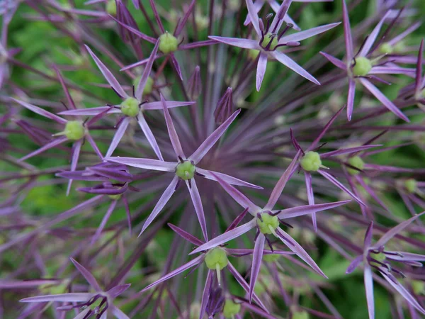 Primo Piano Testa Allium Viola Autunno Con Dettaglio Seme Foto — Foto Stock