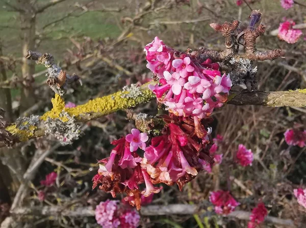 Close up of beautiful pink spring flowers against branch with fungus. High quality photo