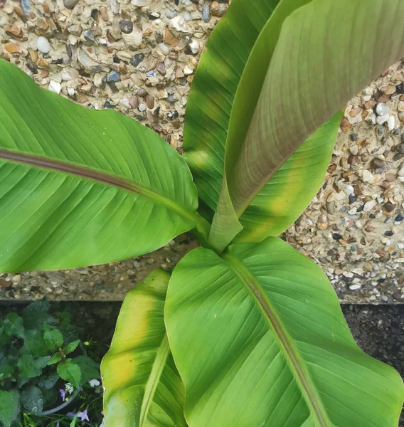 小石ダッシュの壁に対して成長している若いバナナの植物のイメージを閉じます 高品質の写真 — ストック写真