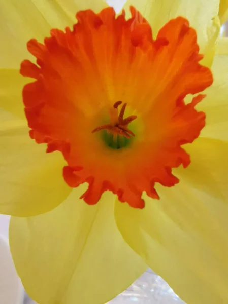 Närbild Narcissus Blomma Visar Orange Trumpet Och Gula Kronblad Högkvalitativt — Stockfoto