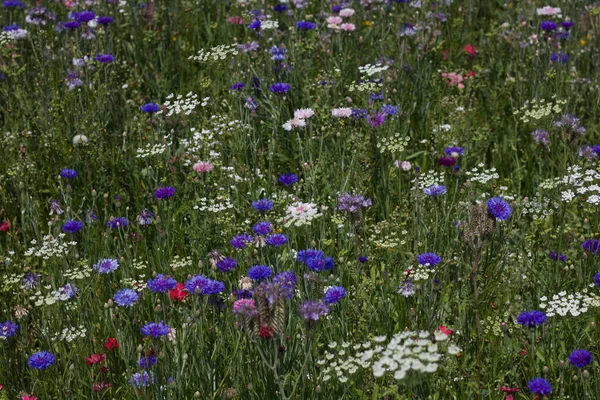 Smuk Farverige Vilde Blomst Baggrund - Stock-foto