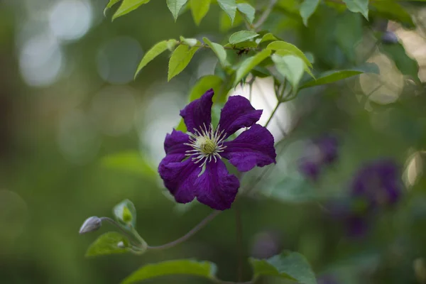 Deep purple or mauve clematis flowers in garden in summer. High quality photo