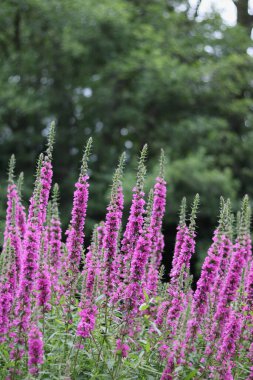 Veronica çiçeklerinin dikey görüntüsü