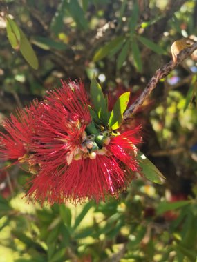 Parlak kırmızı callistemon ya da yapraklı şişe fırçası bitkisinin dikey görüntüsü. Yüksek kalite fotoğraf
