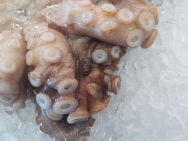 Balık arka planında beyaz buzda ahtapot görünüyor. Yüksek kalite fotoğraf