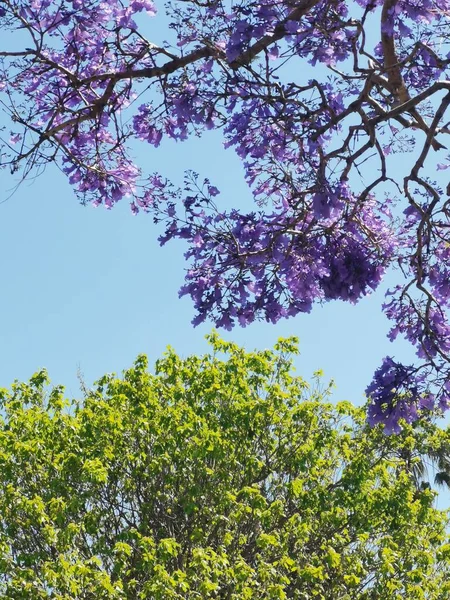 stock image Beautiful purple jacaranda blooms and green tree against blue sky. High quality photo with copy space.