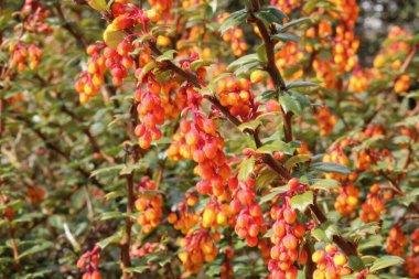 Turuncu sarı çiçekli ve yapraklı güzel berberis x lologensis çalısı. Yüksek kalite fotoğraf