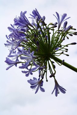 Tek mavi agapanthus çiçeği, telif uzayı olan düz beyaz arkaplana karşı. Yüksek kalite fotoğraf