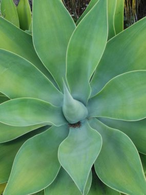 Yeşil sulu bitkinin görüntüsü büyük yeşil etli yaprakları gösteriyor. Yüksek kalite fotoğraf