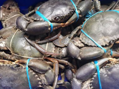 Piyasada, pençeleri mavi naylon iplikle korunan canlı yengeçler sunuluyor. Yüksek kalite fotoğraf