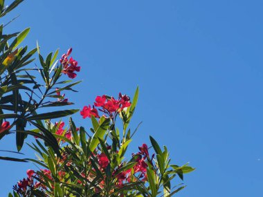 Güzel kırmızı zakkum ağacı ve mavi gökyüzüne karşı fotokopi alanı. Yüksek kalite fotoğraf