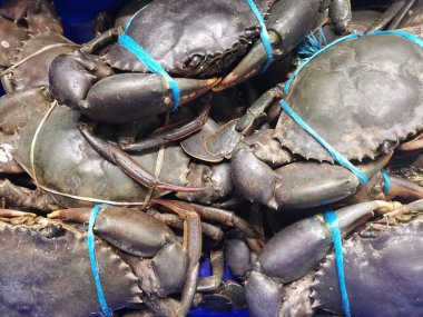 Piyasada, pençeleri mavi naylon iplikle korunan canlı yengeçler sunuluyor. Yüksek kalite fotoğraf