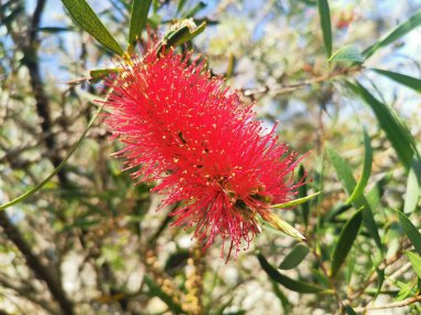 Parlak kırmızı callistemon ya da yapraklı şişe fırçası bitkisinin dikey görüntüsü. Yüksek kalite fotoğraf