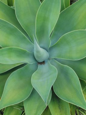 Yeşil sulu bitkinin görüntüsü büyük yeşil etli yaprakları gösteriyor. Yüksek kalite fotoğraf