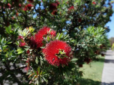 Parlak kırmızı callistemon ya da yapraklı şişe fırçası bitkisinin dikey görüntüsü. Yüksek kalite fotoğraf