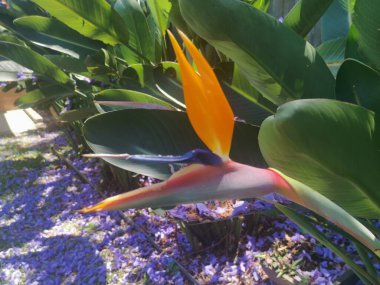 Güzel strelitzia, turuncu pembe ve mavi renklerde çiçek açar. Yüksek kalite fotoğraf