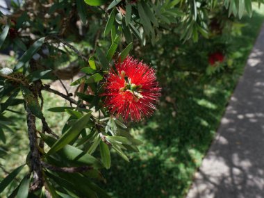 Parlak kırmızı callistemon ya da yapraklı şişe fırçası bitkisinin dikey görüntüsü. Yüksek kalite fotoğraf