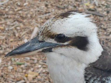 Kookaburra 'nın baş ve gaga detaylarını gösteren görüntüsünü kapatın. Yüksek kalite fotoğraf