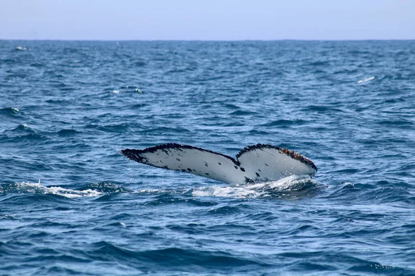 Balinaların kuyrukları suyun üstünde, su sıçramalarını gösteriyor. Yüksek kalite fotoğraf