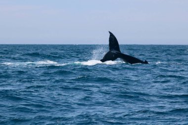 Balinaların kuyrukları suyun üstünde, su sıçramalarını gösteriyor. Yüksek kalite fotoğraf