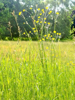 Meadow with yellow weeds and bushes growing in the distance clipart