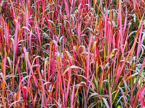 Japon kan çimlerinin tam kare görüntüsü Imperata silindirik. Yüksek kalite fotoğraf