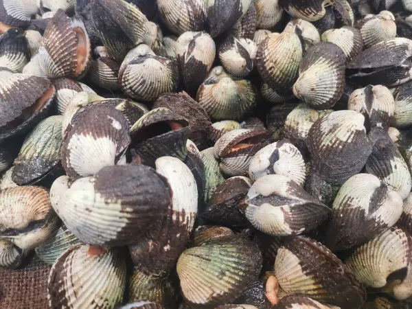 Piyasada gösterilen gri midye kabuklarının tam çerçeve arkaplan resmi