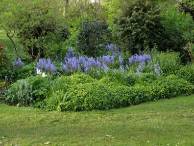 Mavi ve beyaz çiçeklerin karışımı ile bahar çiçek tarhı. Yüksek kalite fotoğraf
