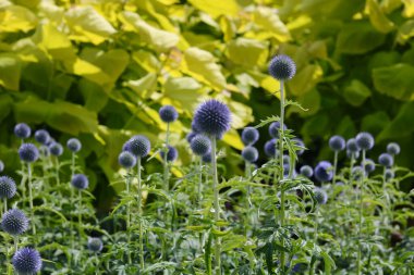 Echinops in garden setting with yellow leafed tree behind. High quality photo clipart